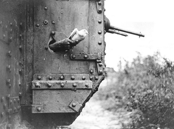 A message-carrying pigeon being released from a port-hole in the side of a British tank, near Albert, France. It’s a Mark V tank of the 10th Battalion, Tank Corps attached to the III Corps during the Battle of Amiens.