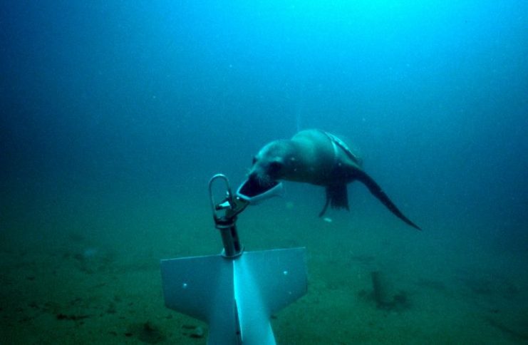 An NMMP sea lion attaches a recovery line to a piece of test equipment during training.