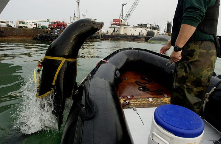 Zak, a 375 lb (170 kg) Navy sea lion leaps back into the boat after a harbor-patrol training mission.