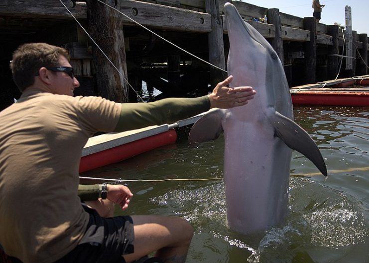 Navy Diver 2nd Class Michael Gerstel, a handler assigned to Marine Mammal Company of Explosive Ordnance Disposal Mobile Unit (EODMU) 1, rewards a bottlenose dolphin after a successful training evolution at Joint Expeditionary Base Little Creek-Fort Story during Frontier Sentinel 2010