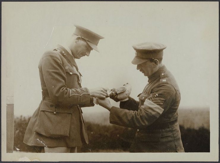 Bandaging the leg of a carrier pigeon which returned wounded with a message