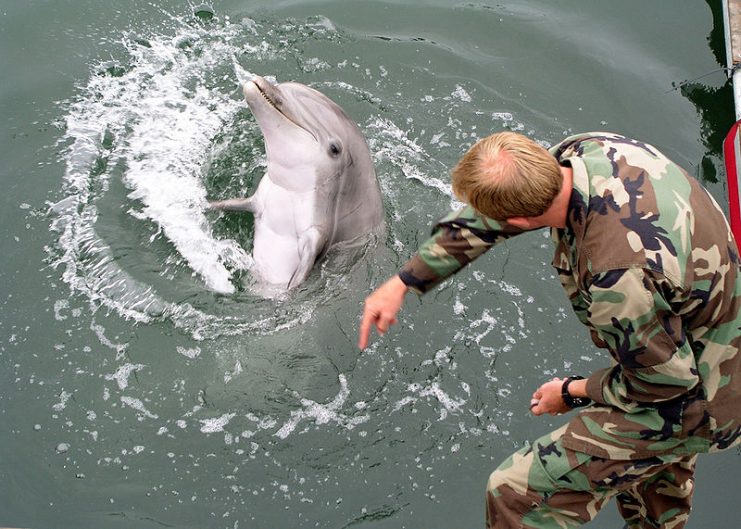 Bottlenose Dolphin in Military Training