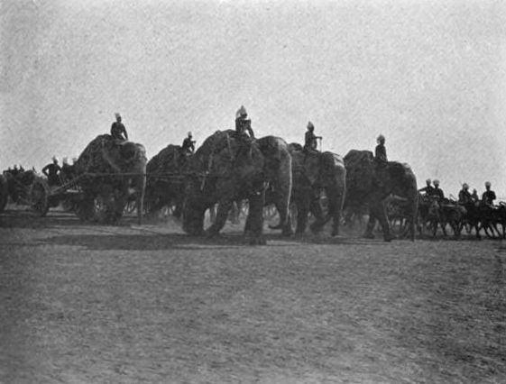 Elephants in use by Indian cavalry.