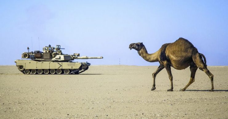 Stare off between a Camel and a U.S. Army M1A2 Abrams Main Battle Tank