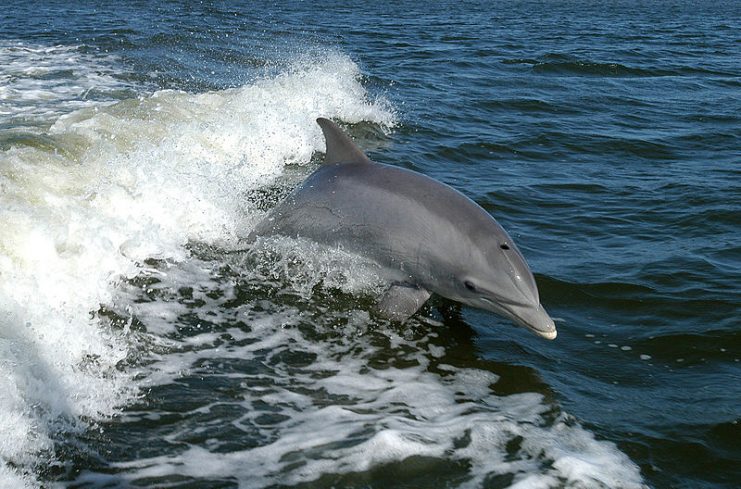 A Bottlenose Dolphin surfs the wake of a research boat on the Banana River