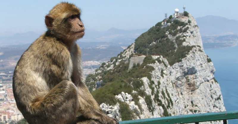 A Barbary macaque sitting on a fence at the Gibraltar Cable Car top station. By AlexCurl CC BY 3.0