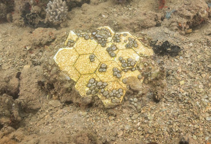 A section of floor tiles from the galley of the submerged USS Arizona (BB-39)