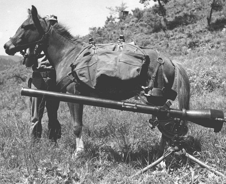 Sergeant Reckless a highly decorated US Marine Corps artillery horse in the Korean War pictured beside a 75mm recoilless rifle.