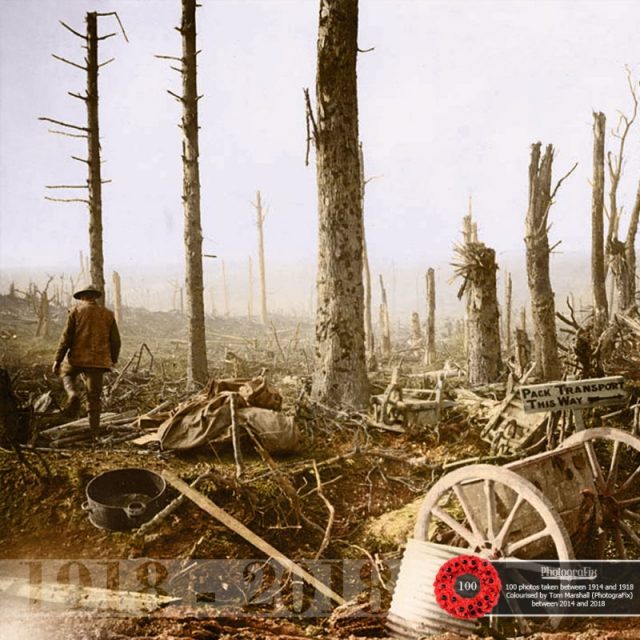 43. Artillery stripped trees and a signboard pointing the way for pack transport.