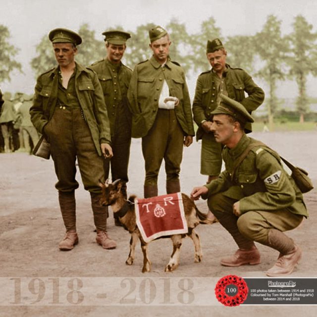 72. Soldiers of 3rd Canadian Infantry Battalion with their unit’s goat mascot in August 1916. Originally colourised for the Open University.