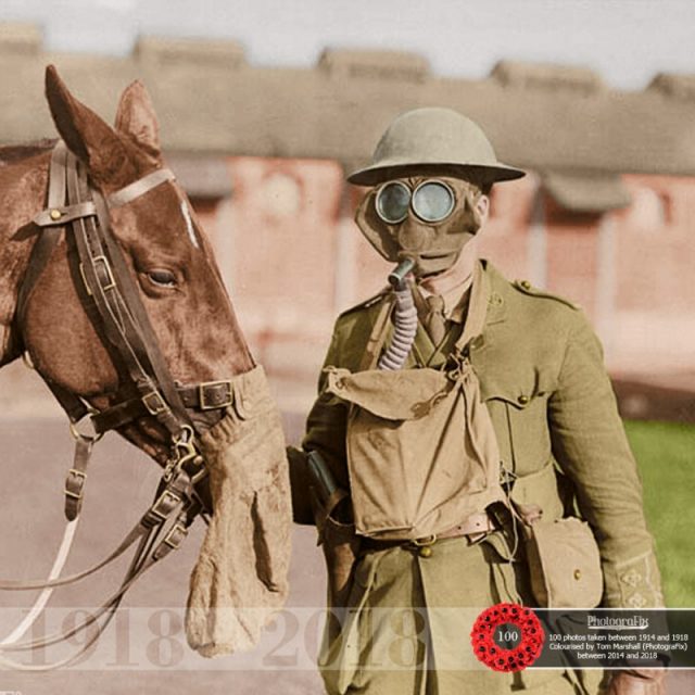 78. A Canadian soldier and his horse wear gas masks at the Canadian Army Veterinary Corps Headquarters. Originally colourised for the Open University.