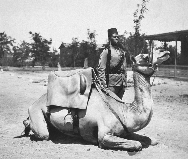 Anglo-Egyptian Sudan – camel soldier of the native forces of the British army