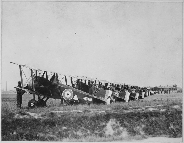 Camels being prepared for a sortie.