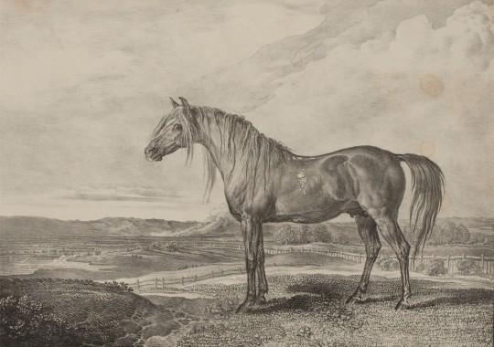 Duke of Wellington’s horse Copenhagen, from a painting by James Ward