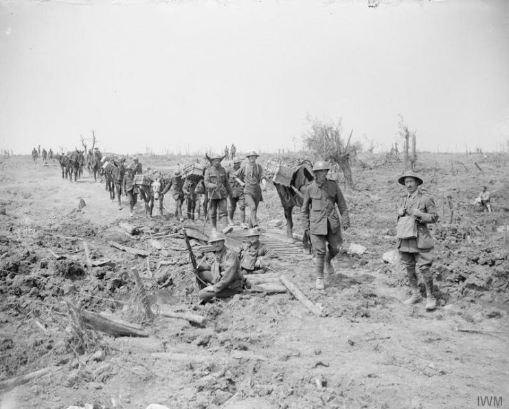 Pack mules going up over captured German ground. Near Wytschaete, June 10, 1917.