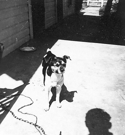 Dog in Britain, 1943. Photo: aimeedars CC BY-NC-SA 2.0
