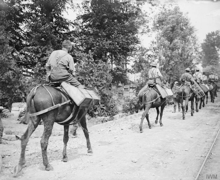 Soldiers riding pack mules carrying machine gun ammunition boxes, June 10, 1917.