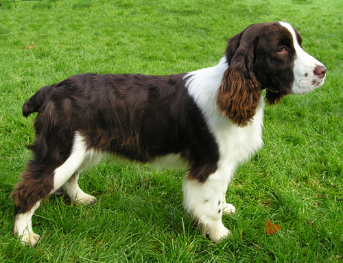 English Springer Spaniel.Photo: Elf CC BY-SA 3.0