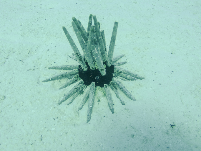 Grey and Black Bomb Underwater