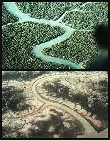 Mangrove forests, like the top one east of Saigon, were often destroyed by herbicides.