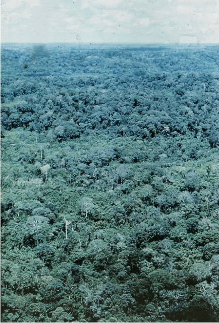 The dense inland forests of South Vietnam contained a vast diversity of species. The tree species varied in height, usually forming two and occasionally three rather indistinct strata (storeys). The upper canopy usually attained a height of 20 to 40 m (Photograph courtesy of J. Ray Frank, Frederick, Maryland).