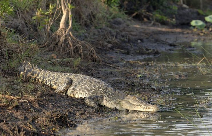 Saltwater crocodile