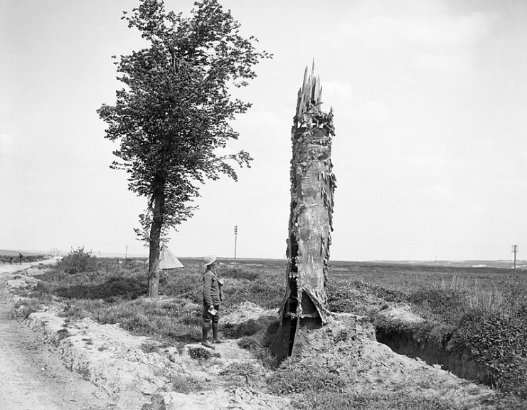 A canvas and steel tree observation post, near Souchez, 15 May 1918. A canvas and steel tree observation post. Near Souchez, 15 May 1918.