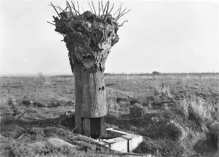 A dummy tree used as an observation post on Hill 63 by Australian troops during the Battle of Messines on 7 June 1917.