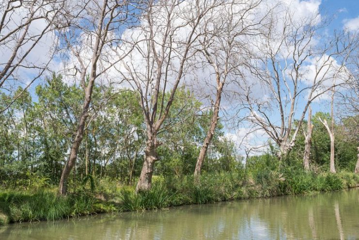 Affected trees in Agde, Southern France (2014).Photo Christian Ferrer CC BY-SA 4.0