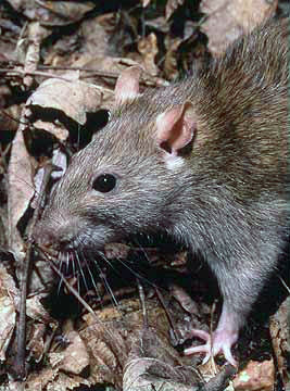 A Brown Rat