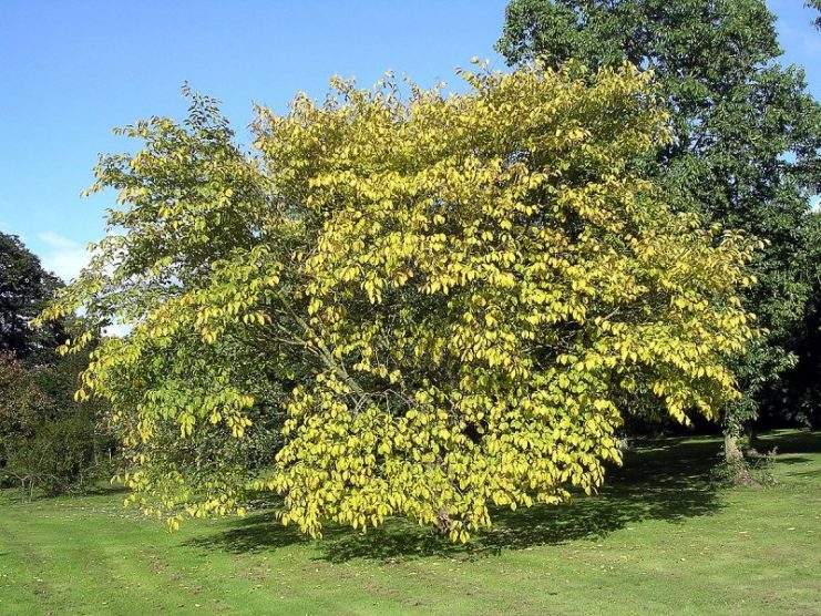 Wych Elm