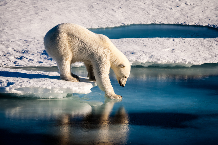 A beautiful polar bear is carefully touching the sea surface in order to cross a melt pond in the high Arctic Ocean, which is strongly influenced by climate change.