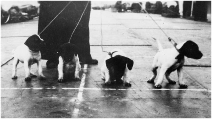 Four of Judy’s puppies.