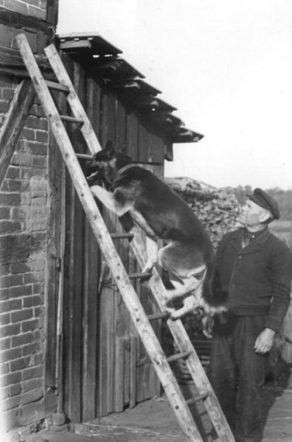 A German night-watchman from 1950 with his German ShepherdBundesarchiv, Bild 183-08408-0002 / CC-BY-SA 3.0