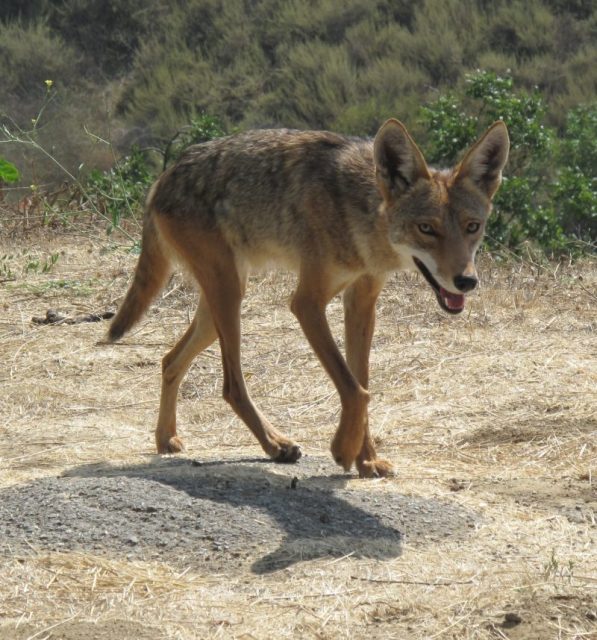 Coyotes. Your only neighbours.