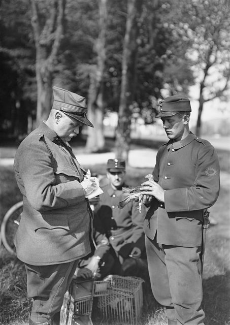 Dispatching of a message by carrier pigeon within the Swiss Army during World War I. Photo: Schweizerisches Bundesarchiv, CH CC-BY-SA 3.0