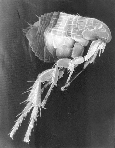 A rat flea, the species used in U.S. EW testing during the 1950s