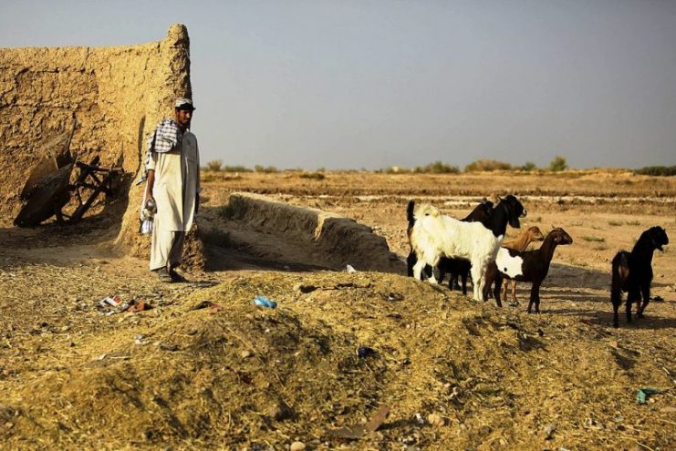 An Afghan goatherd in Helmand Province in Afghanistan