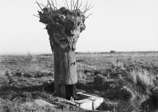 A dummy tree used as an observation post on Hill 63 during the Battle of Messines on 7 June 1917
