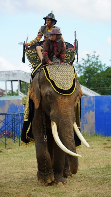 War elephant
