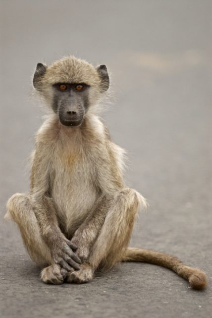 Young baboon