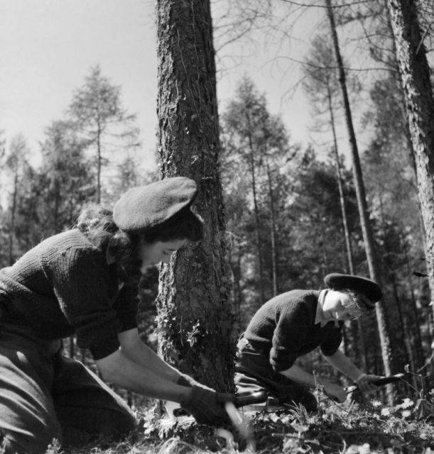 Land Girls using a double saw to cut down a tree as part of their training at the Women’s Land Army camp in Culford, Suffolk in 1943.