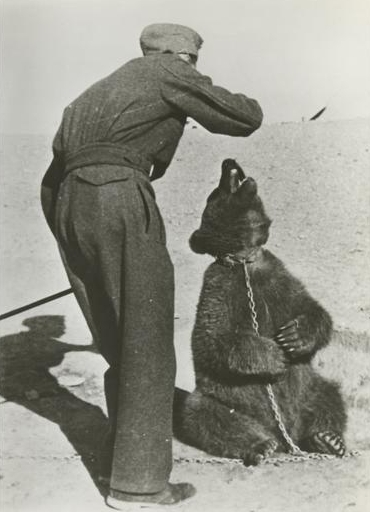 Polish Soldier in Iran with Wojtek.