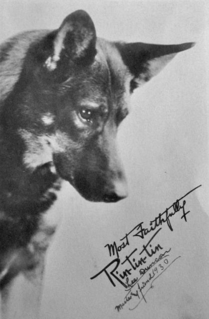 Promotional photo of Rin-Tin-Tin. The photo is dated 1930 and signed by his owner. This was a promotional photo for a dog food company.