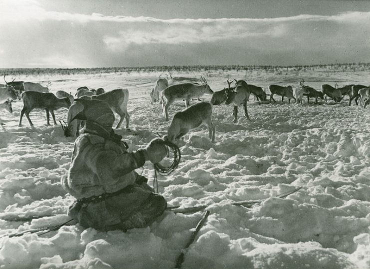 Sami people north of Arctic Circle, Norway with herd of reindeer at their winter feeding ground. Photo: Preus museum CC BY 2.0