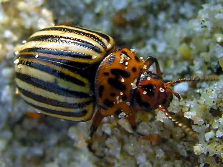 The Colorado potato beetle was considered as an EW weapon by nations on both sides of WWII.Photo: Lmbuga CC BY-SA 3.0