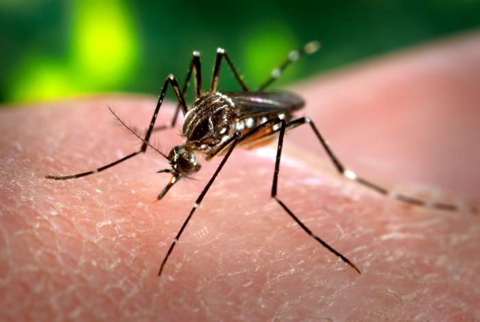 The yellowfever mosquito Aedes aegypti.The U.S. dropped over 300,000 uninfected mosquitoes on its own population.