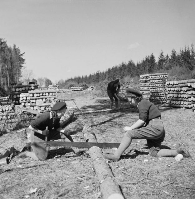 Two Land Army girls sawing timber into lengths for pit props at the WLA training centre at Culford, Suffolk during 1942.