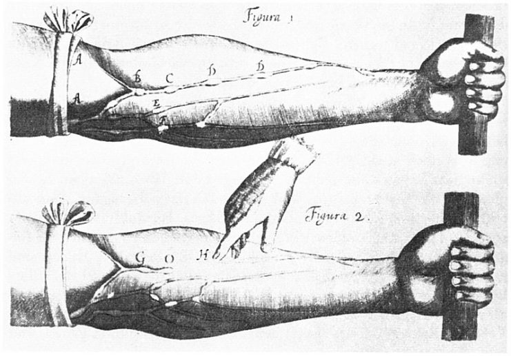 William Harvey (1578-1657) Image of veins from Harvey’s exercitatio