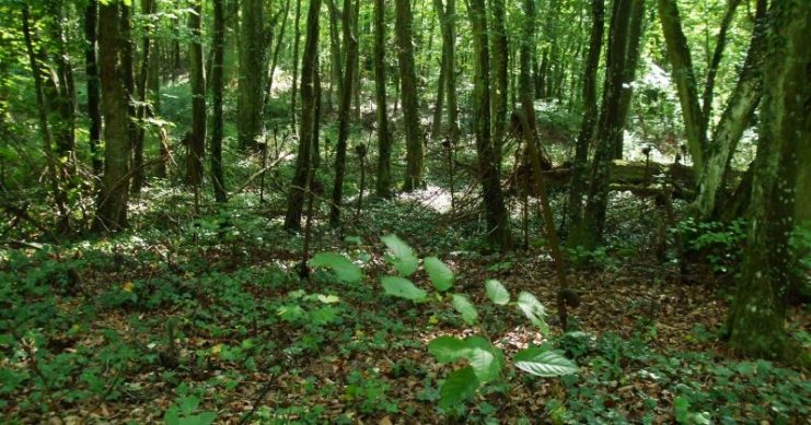 Barbed wire entanglements protecting a small bunker (middle, right) deep in the forest.